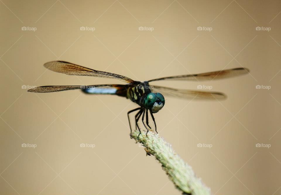 Dragonfly 