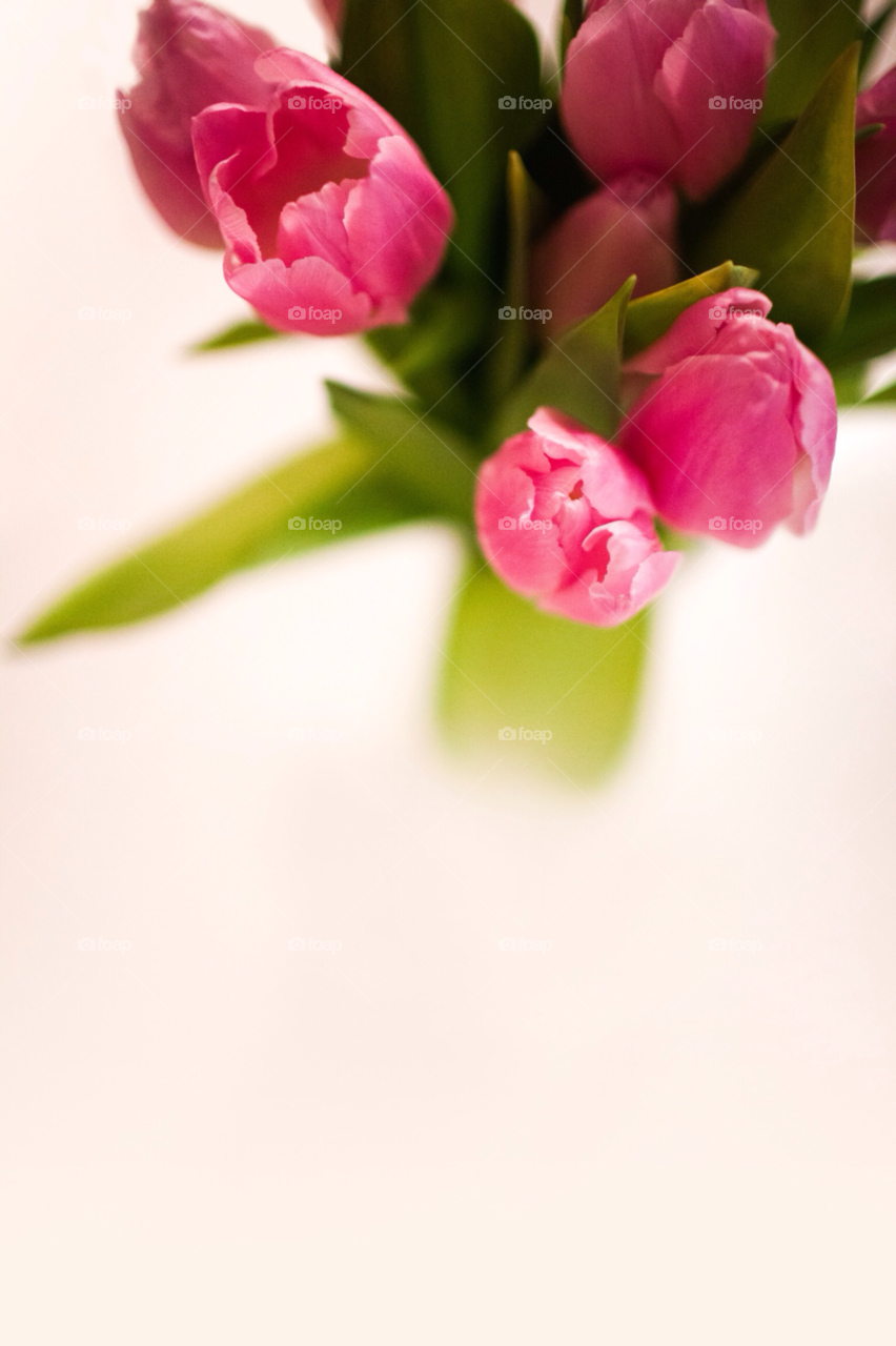 green spring flowers pink by comonline