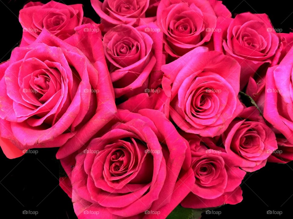 Deep pink roses. Deep pink roses 