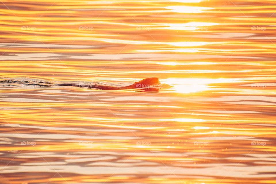 Sunrise on beaver lake