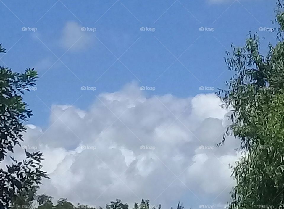 imagen de una hermosa nube avanzando  sobre un cielo límpido de verano enmarcada por el follaje verde oscuro de algunos árboles.