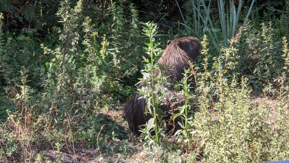 capivara do taim