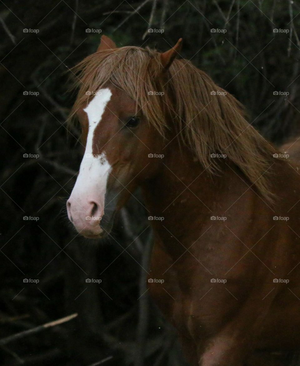 Portrait of a Wild Stallion