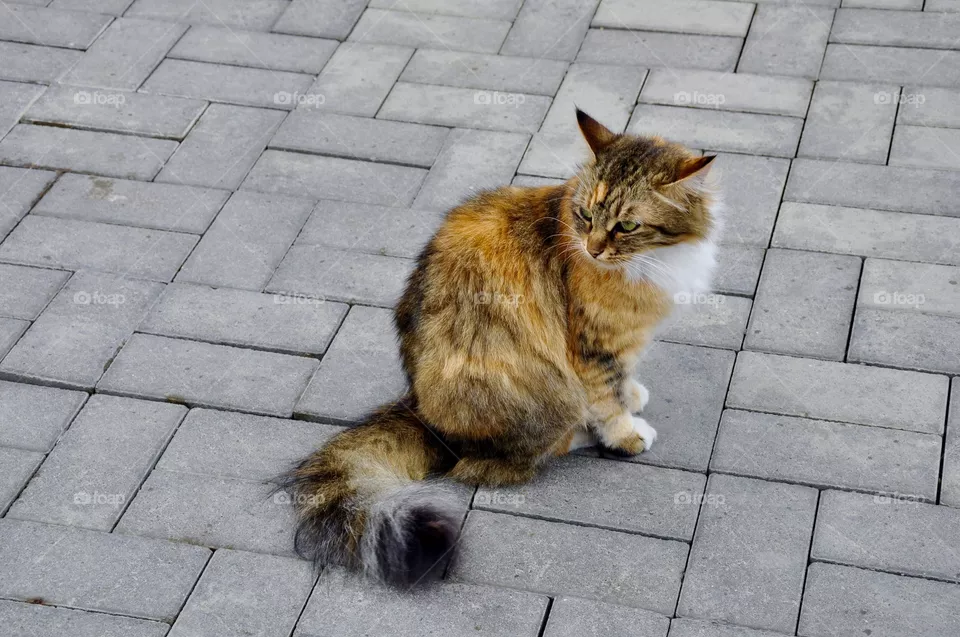 Simple cat