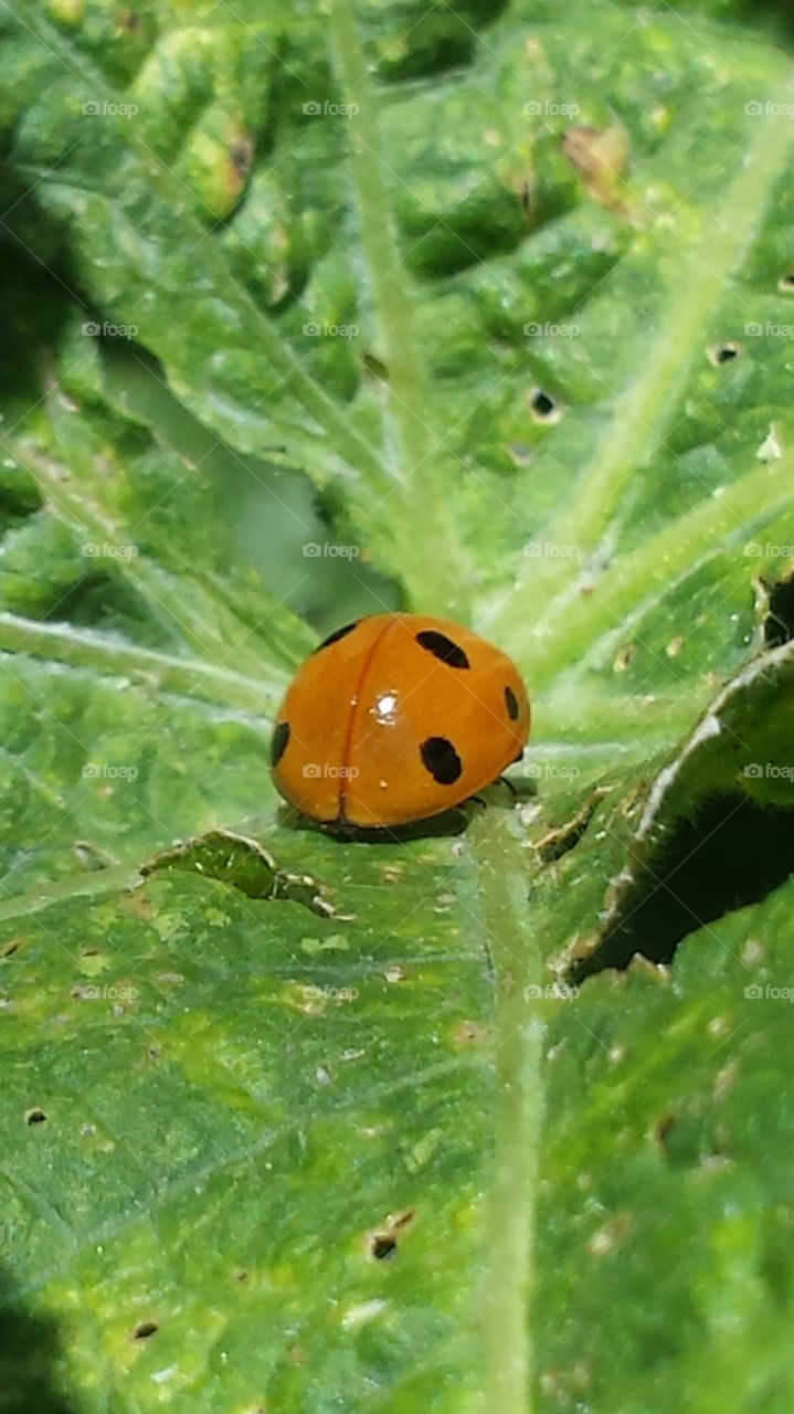 ladybug. sweet Lil helper in garden