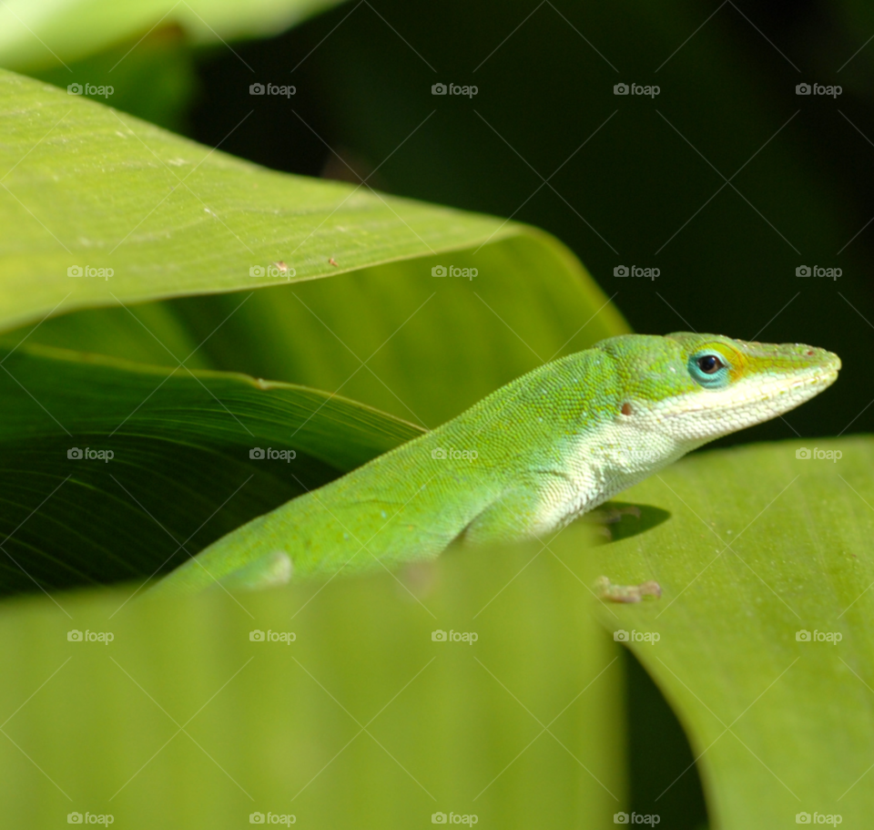 green shadow leaf lizard by lightanddrawing