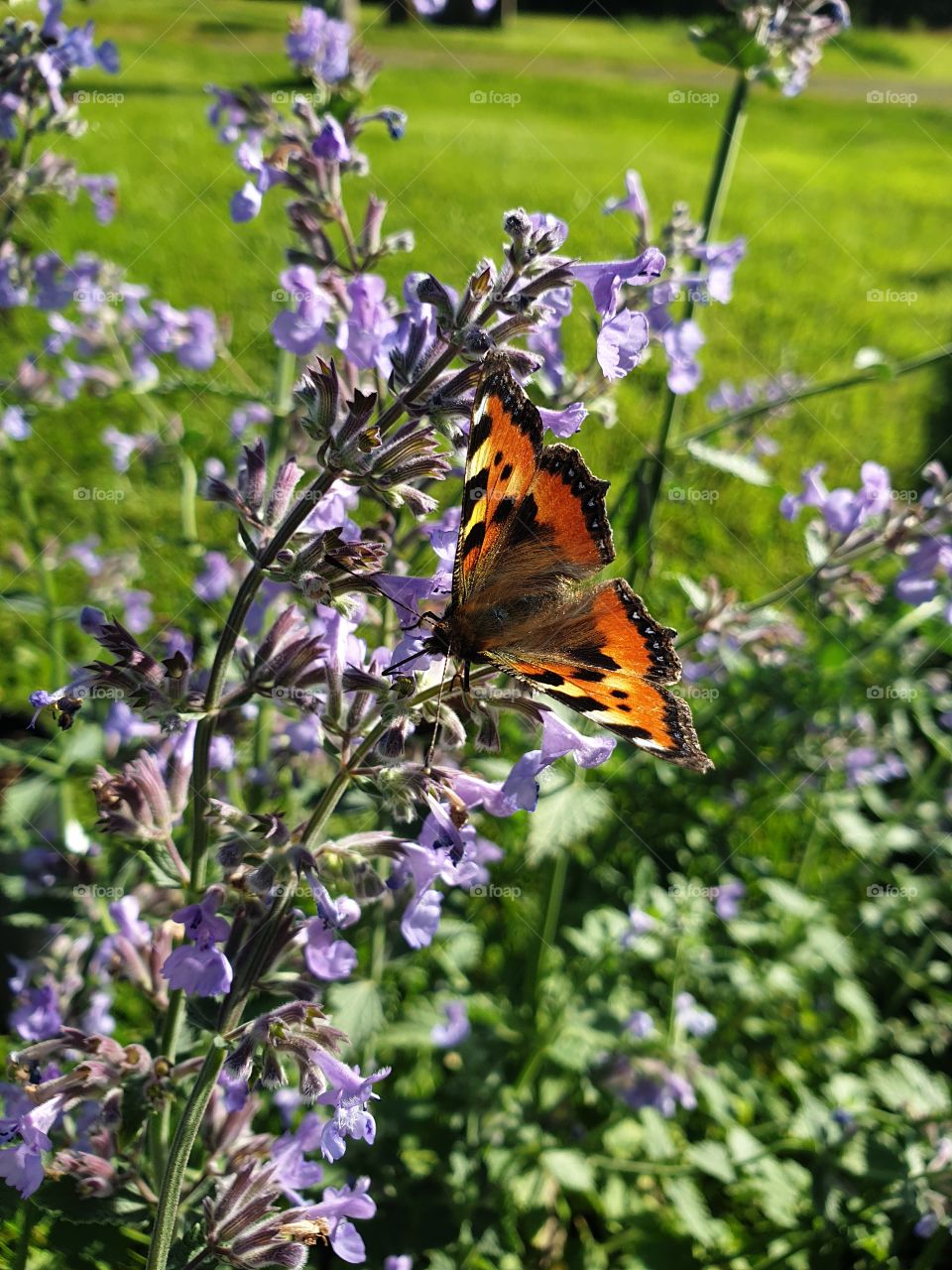 A colourful butterfly on a purple flower
