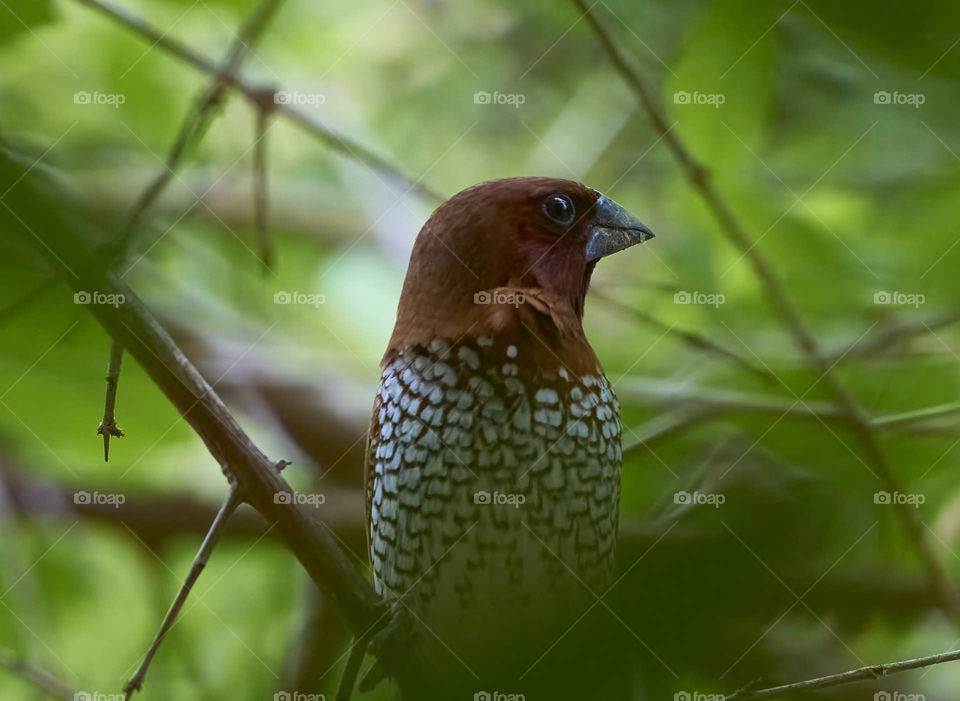 Bird photography - Spotted munia - spicefinch