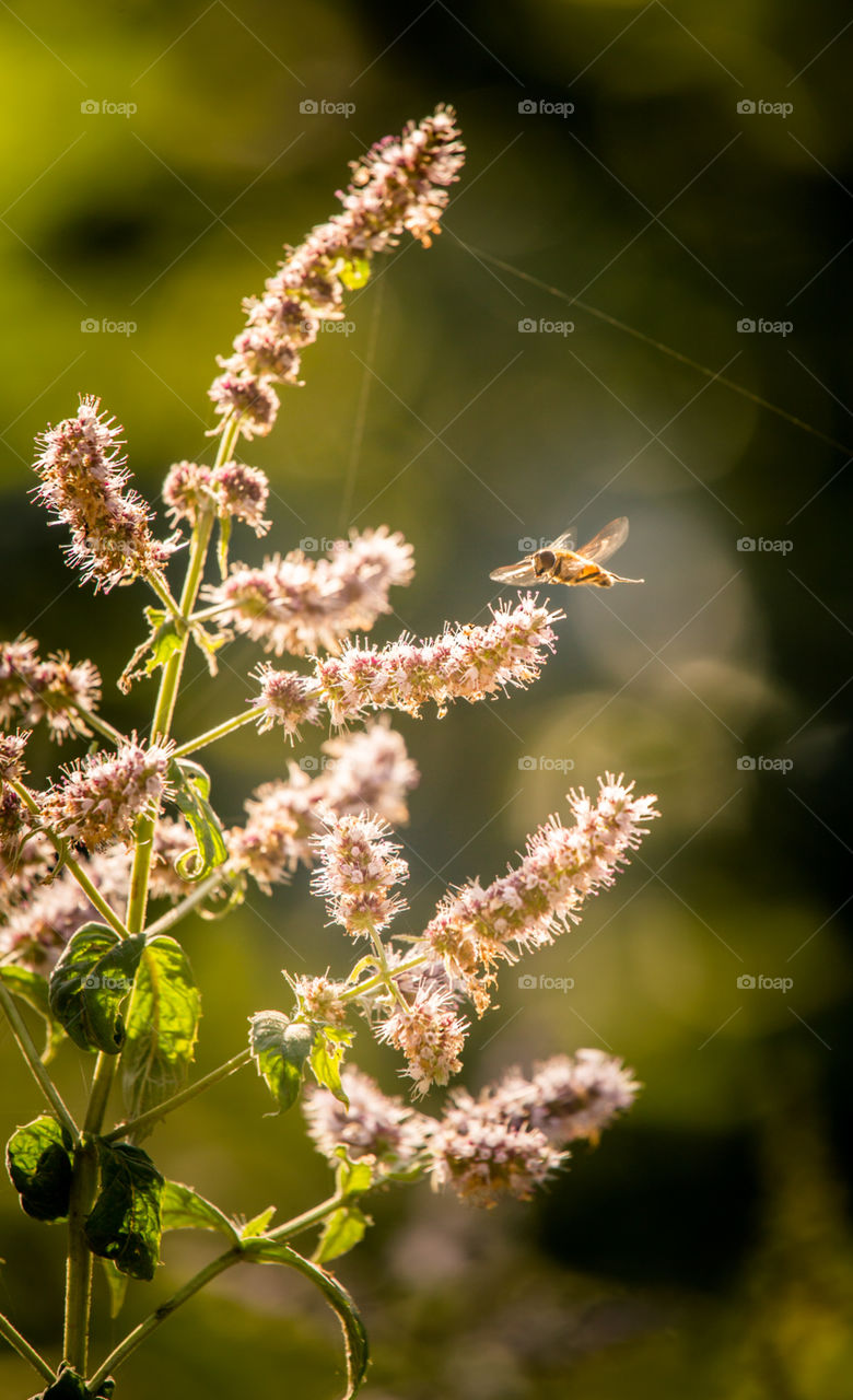 Nature, Flower, Flora, Leaf, Summer