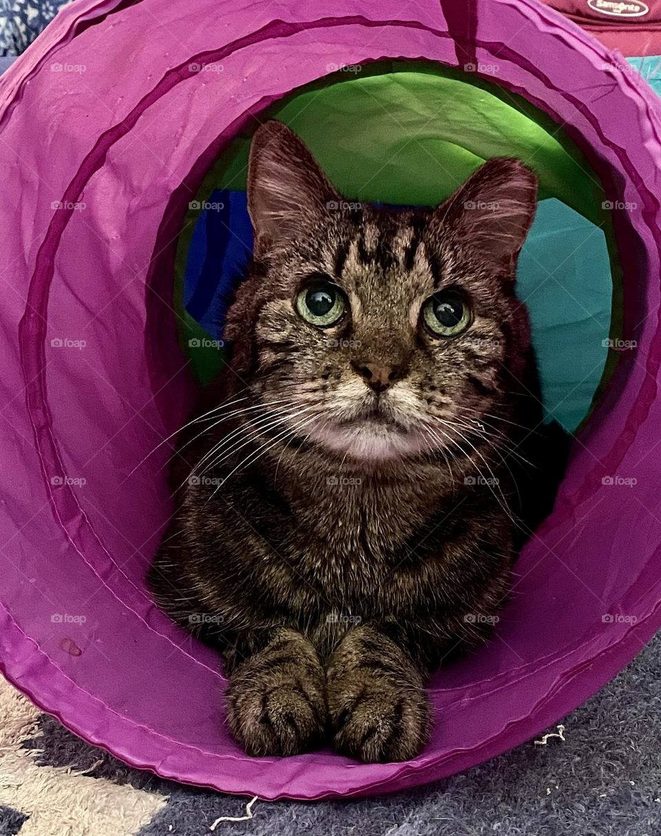 A tabby cat sitting in a colorful pet tunnel