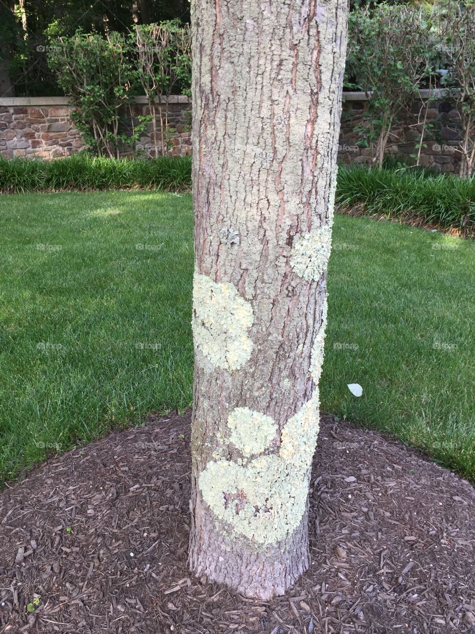 Lichen on a tree- Ocean NJ