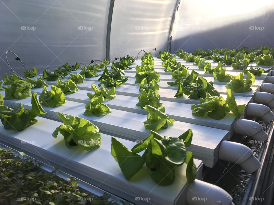 Greenhouse hydroponic organic lettuce production 