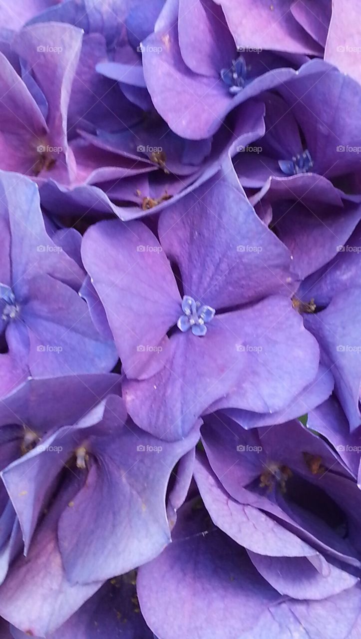 hydrangea