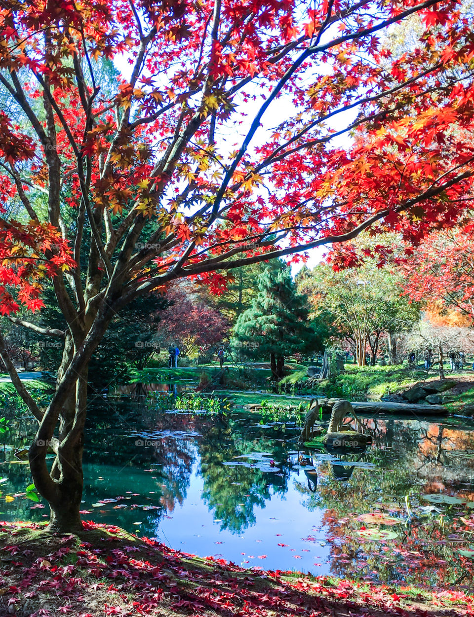 Japanese Maple Garden