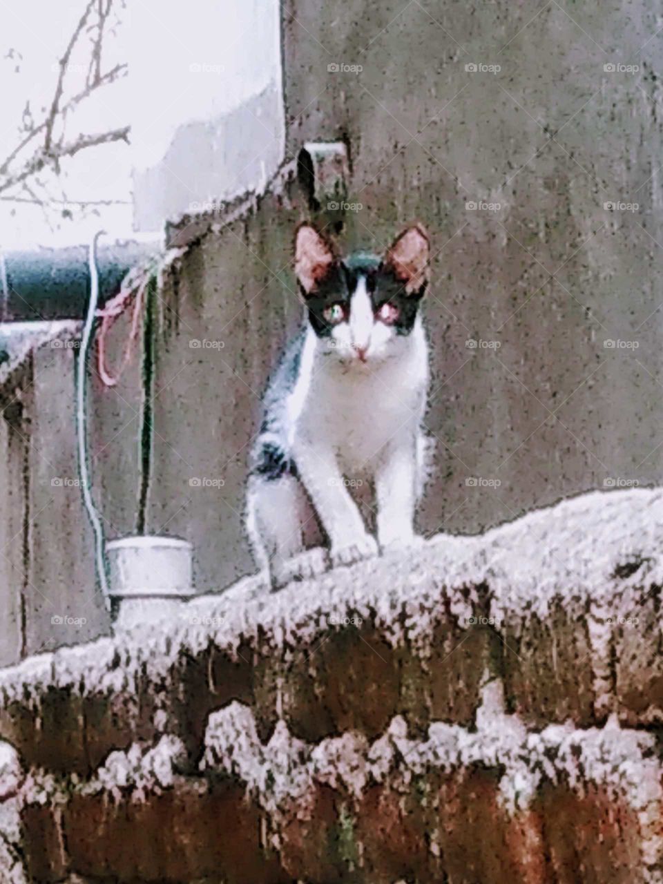 a beautiful cat on the wall