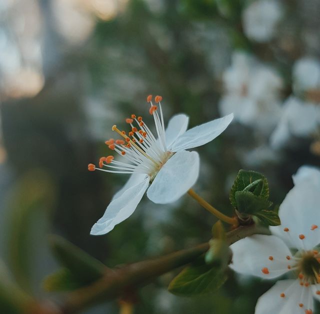 Spring flower