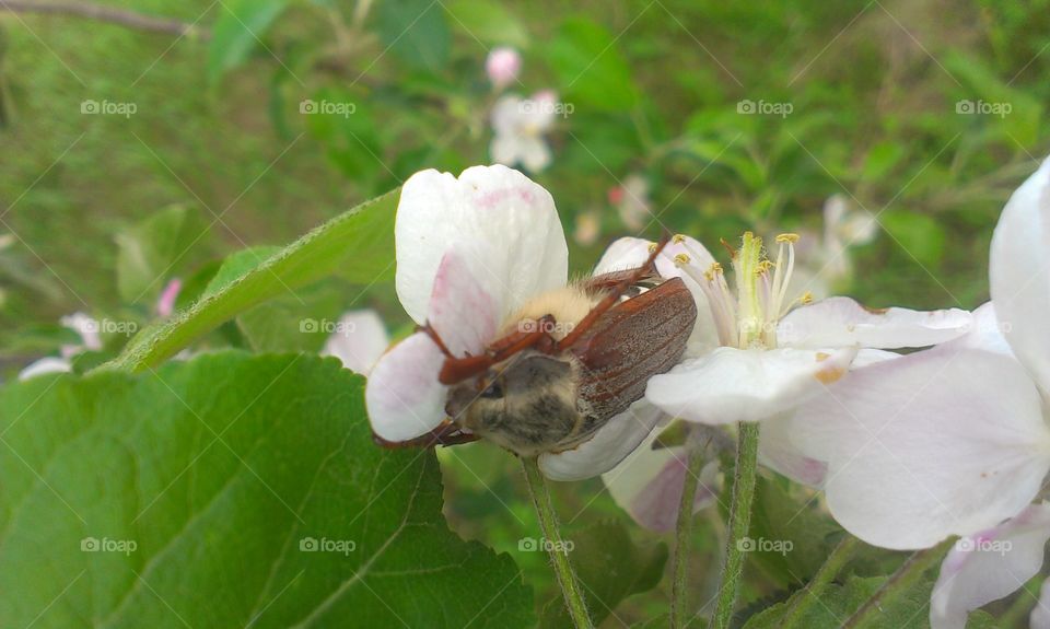 Nature, Flower, Leaf, Flora, Outdoors