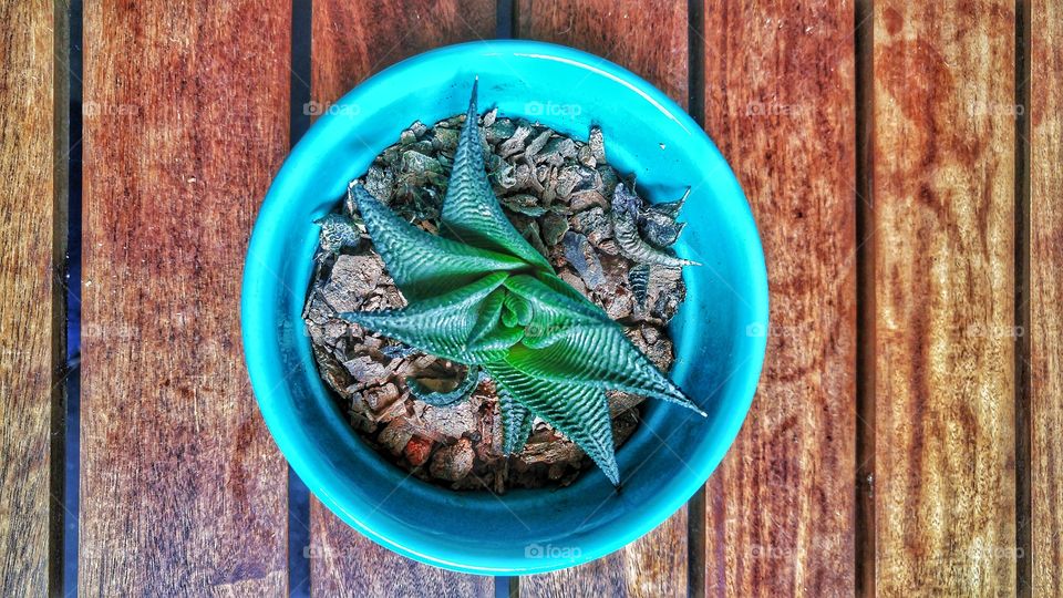 Cactus plant in blue vase