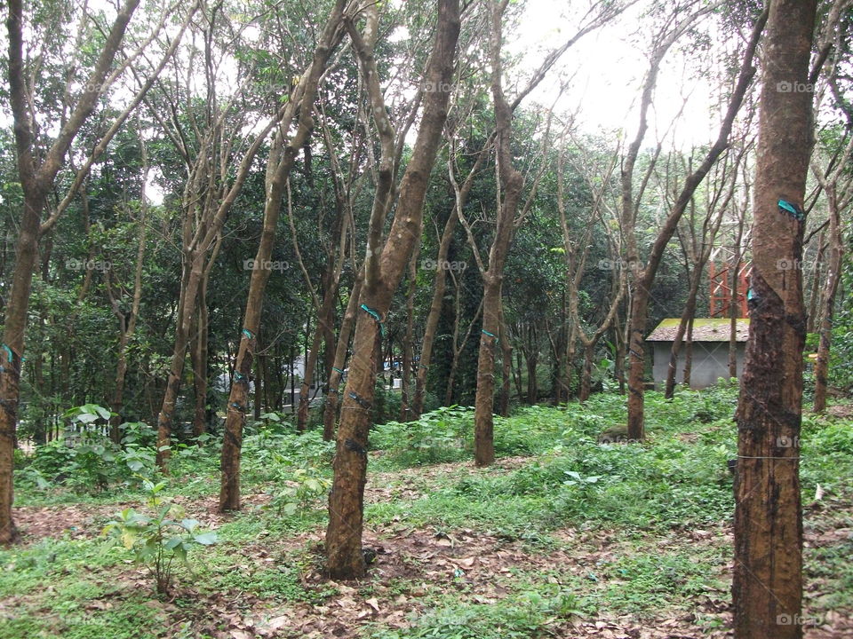 Rubber plantation - Kerala