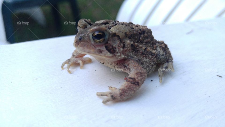 Still Frog