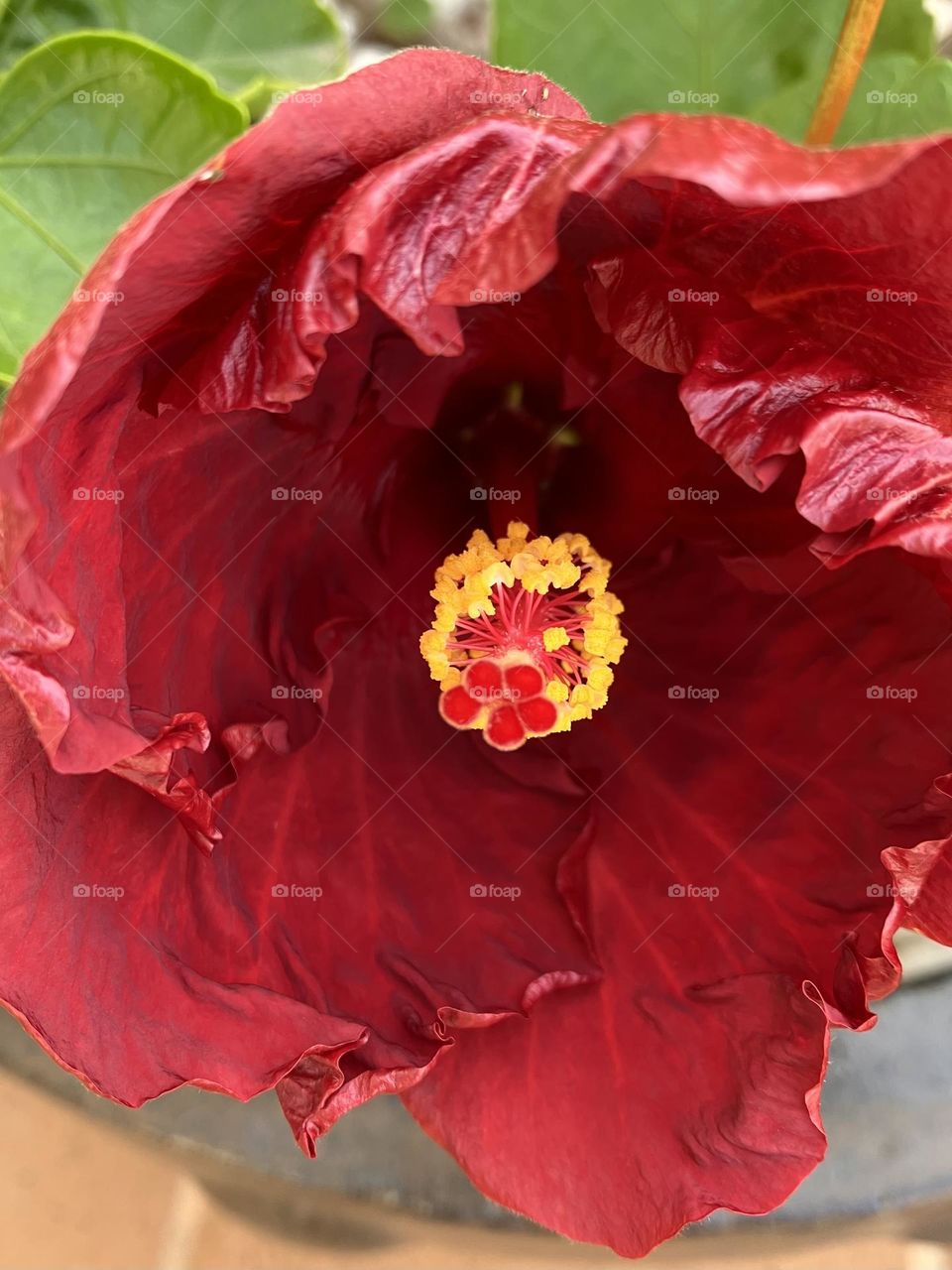 Discovering yellow pistil of red hibiscus flower