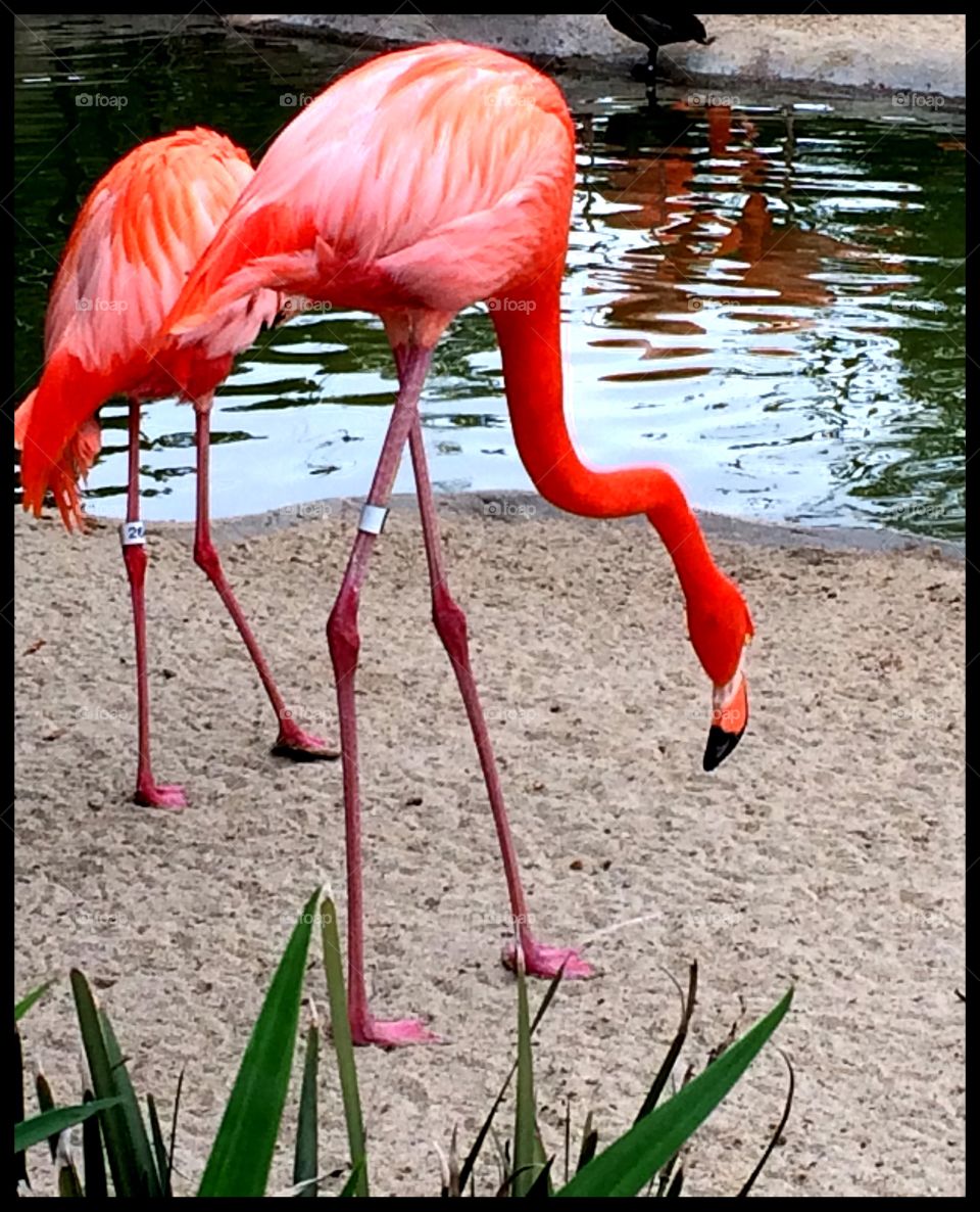 Flamingos