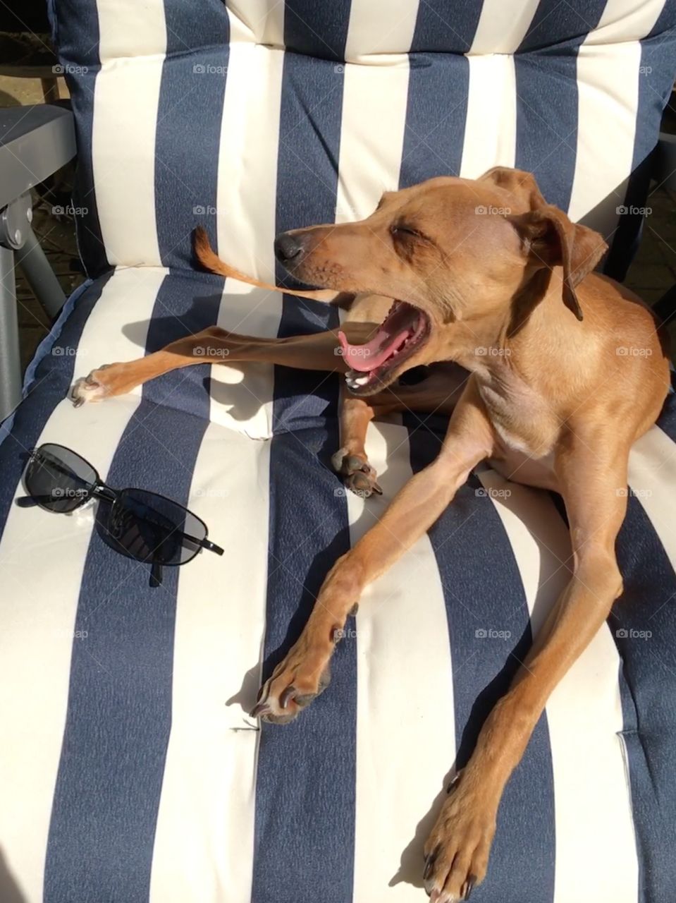 Amber the Italian greyhound puppy in the middle of a yawn in the sun while sat on a sun lounger in summer outside 