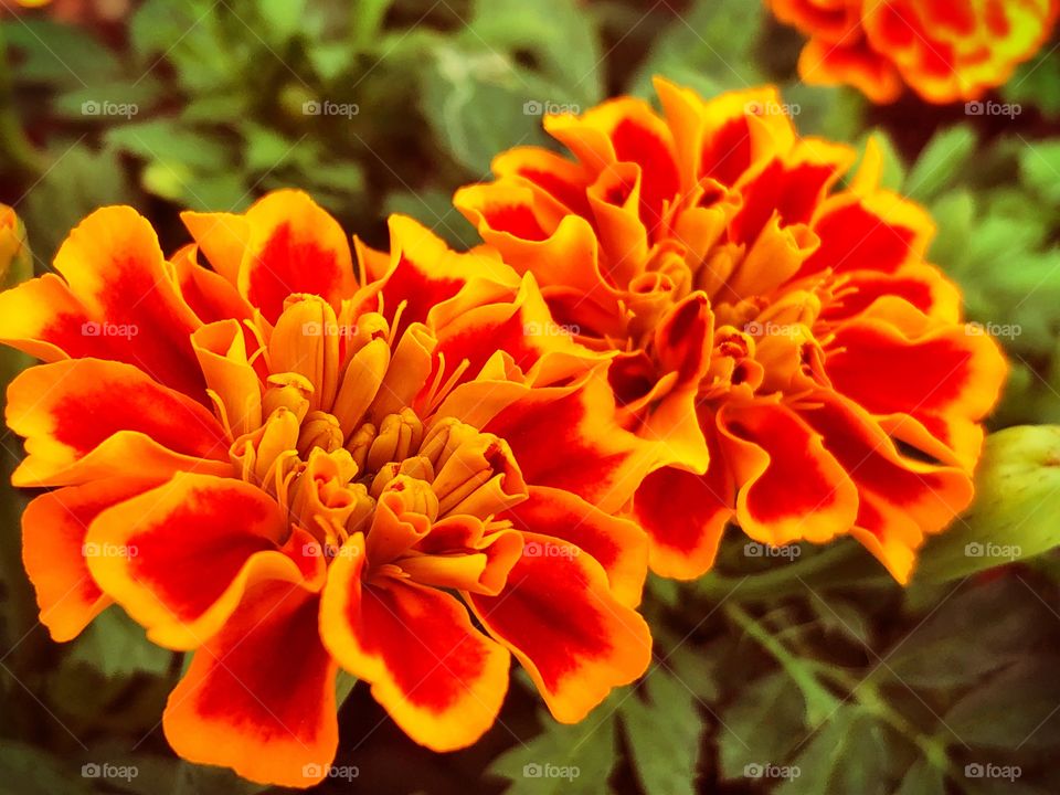 BRILLIANT MARIGOLDS FOR THE FALL