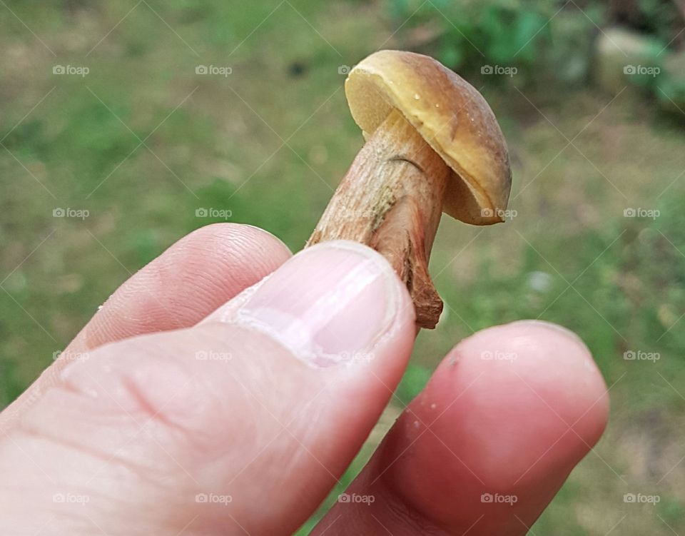 edible little mushroom