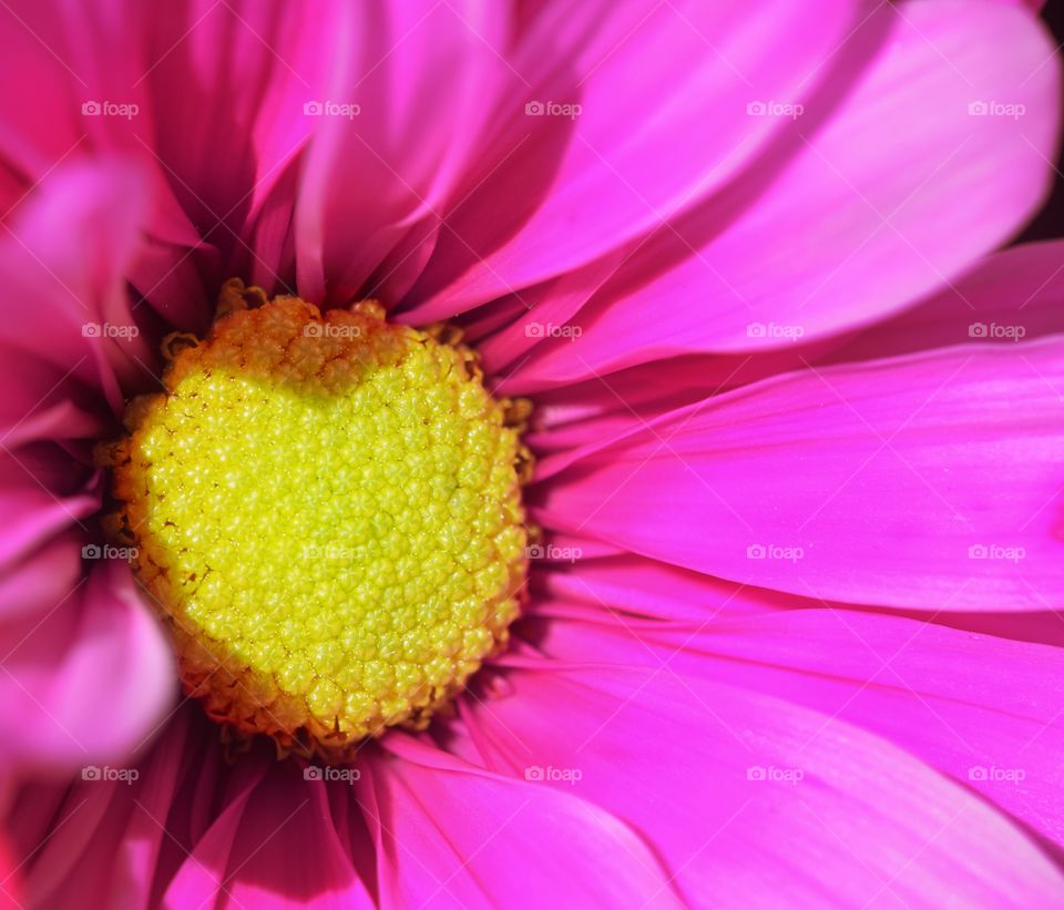 High angle view of pink flowers