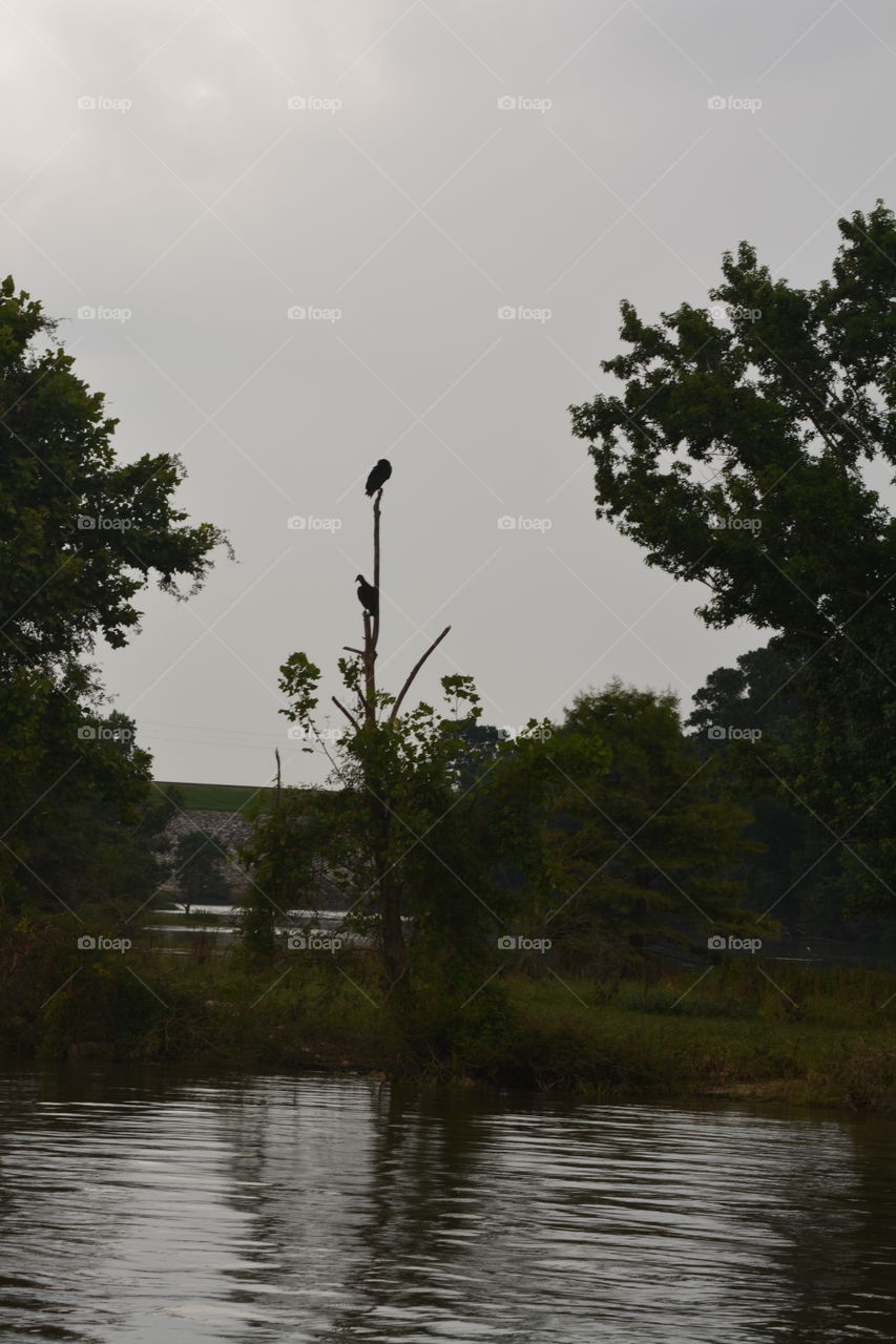 Birds in a tree at the San Jacinto river 
