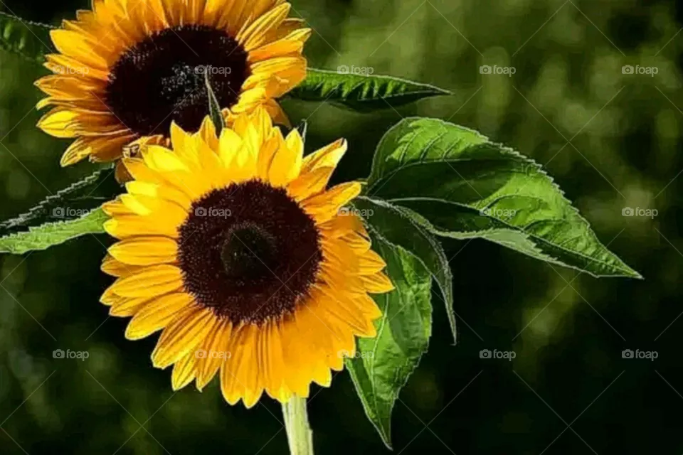 most beautiful and attractive flowers in the farm.