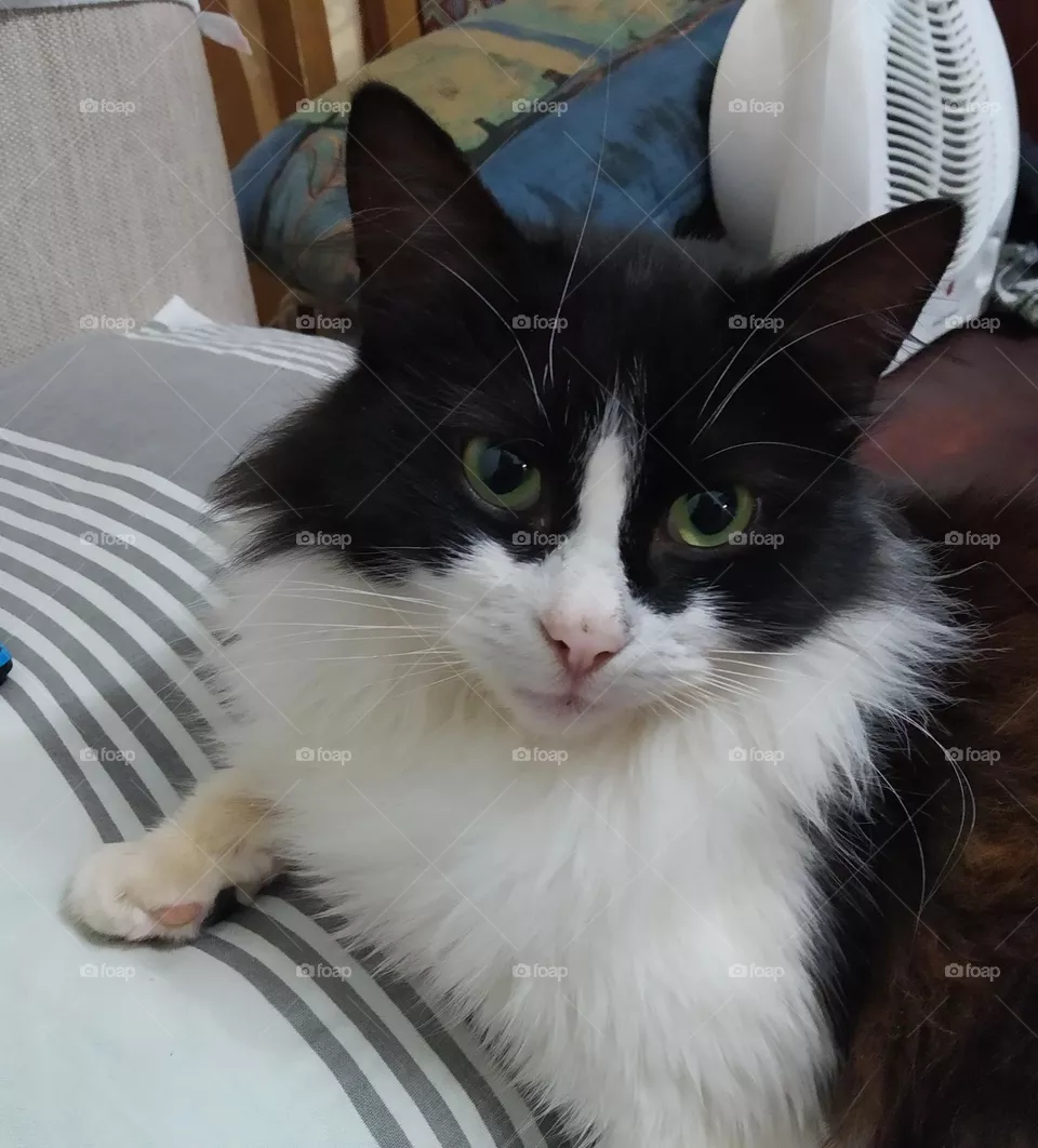 Maya