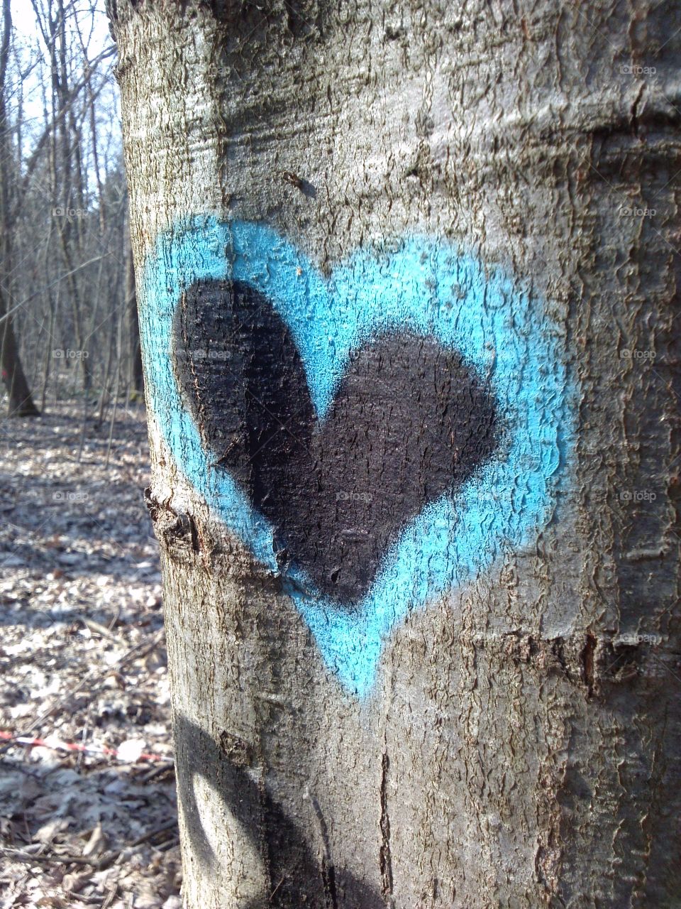 Heart of tree