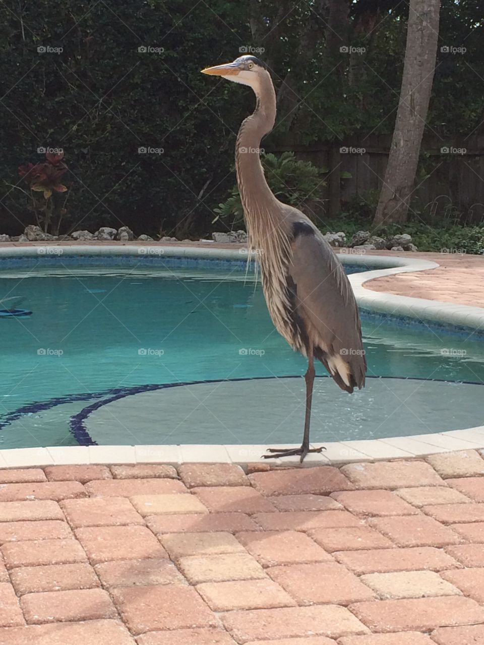Heron at pool. side