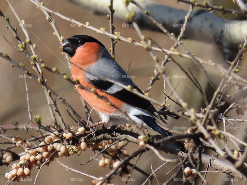 Bullfinch on a bush
