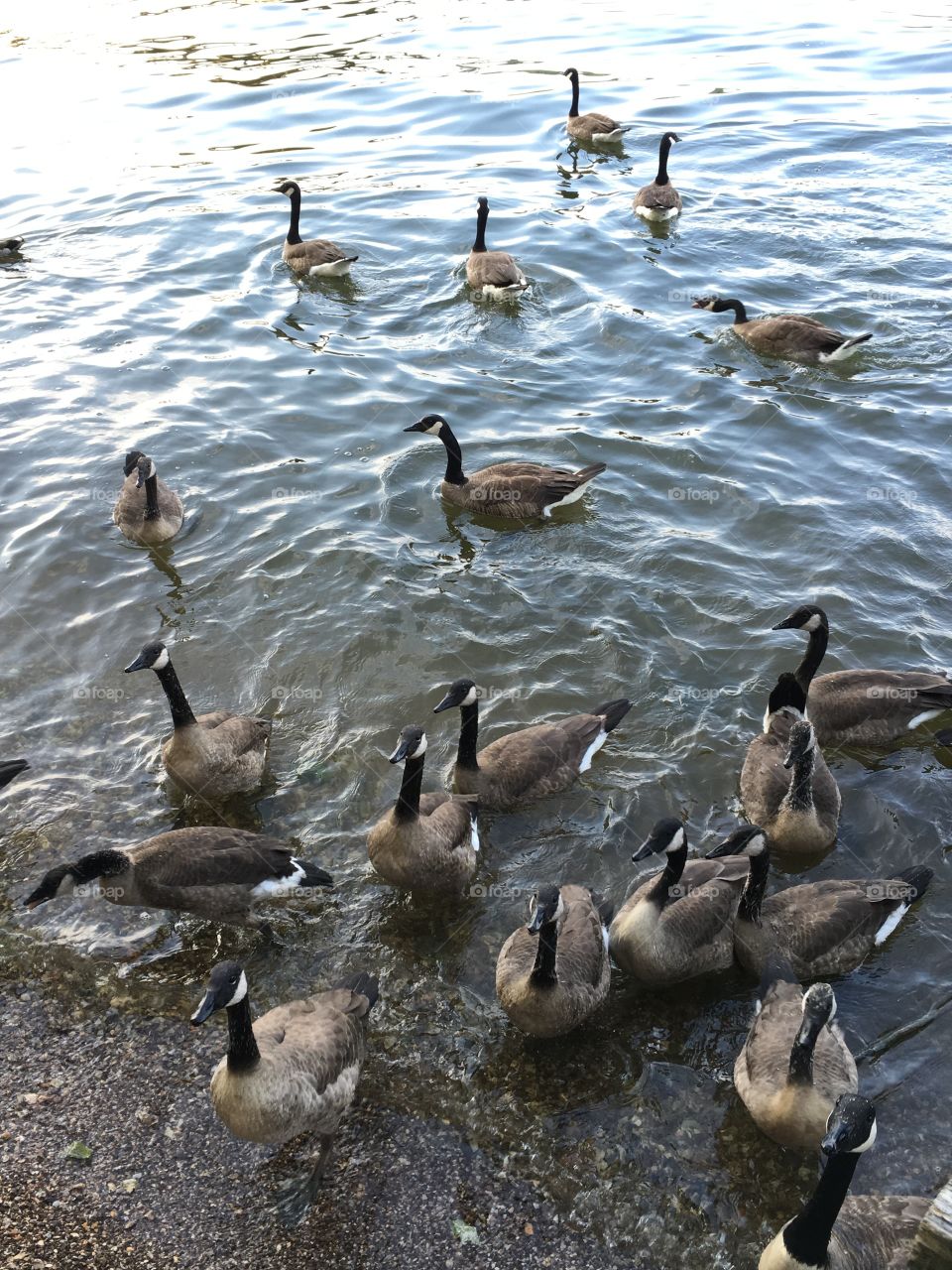 Geese