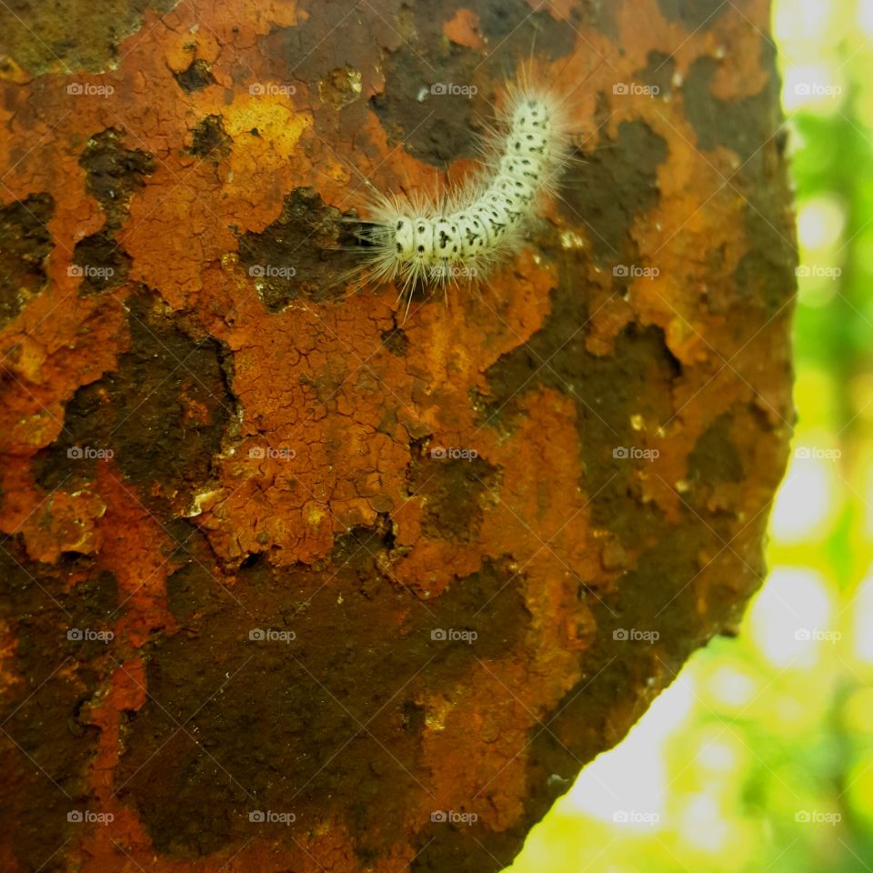 caterpillar on rust