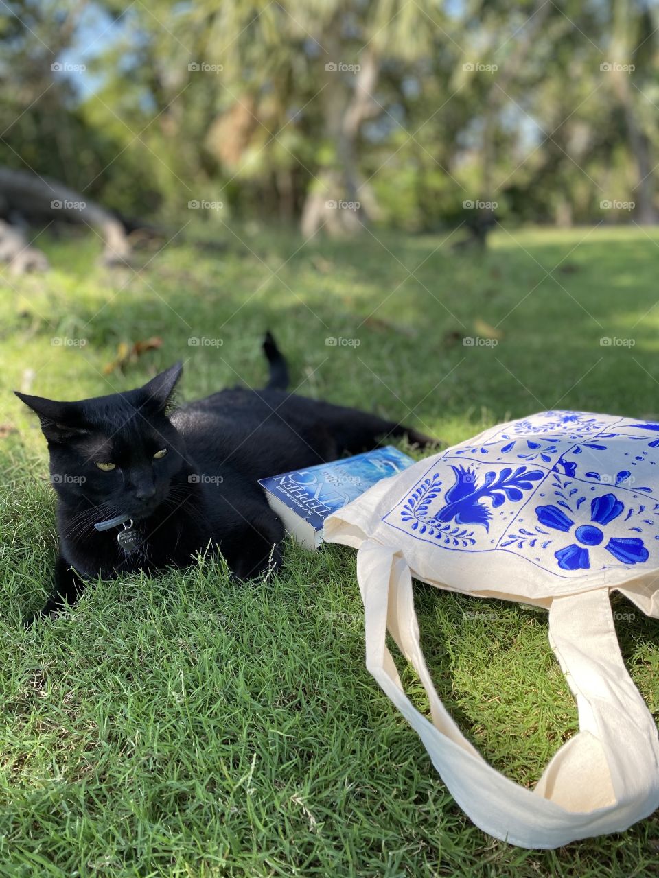 Sunday Cats do not work 