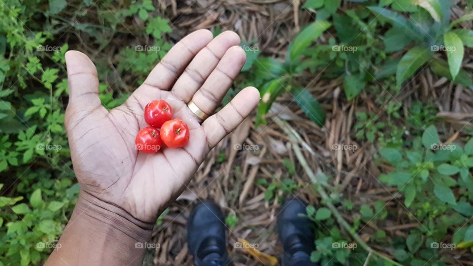 harvesting straight from the foot of acerola