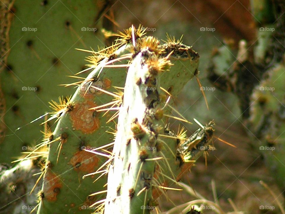cactus . cactus we found hiking in Prescott 