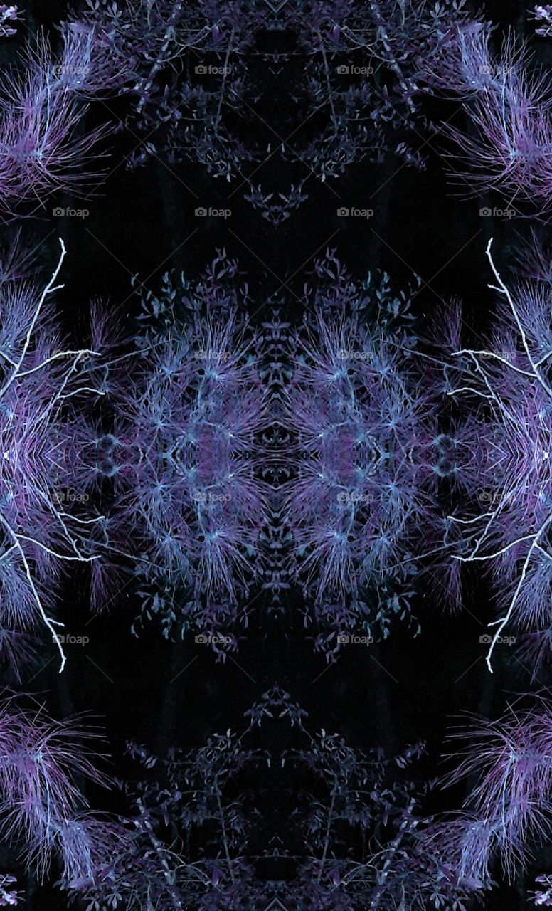 mirror image of pine tree branches at night