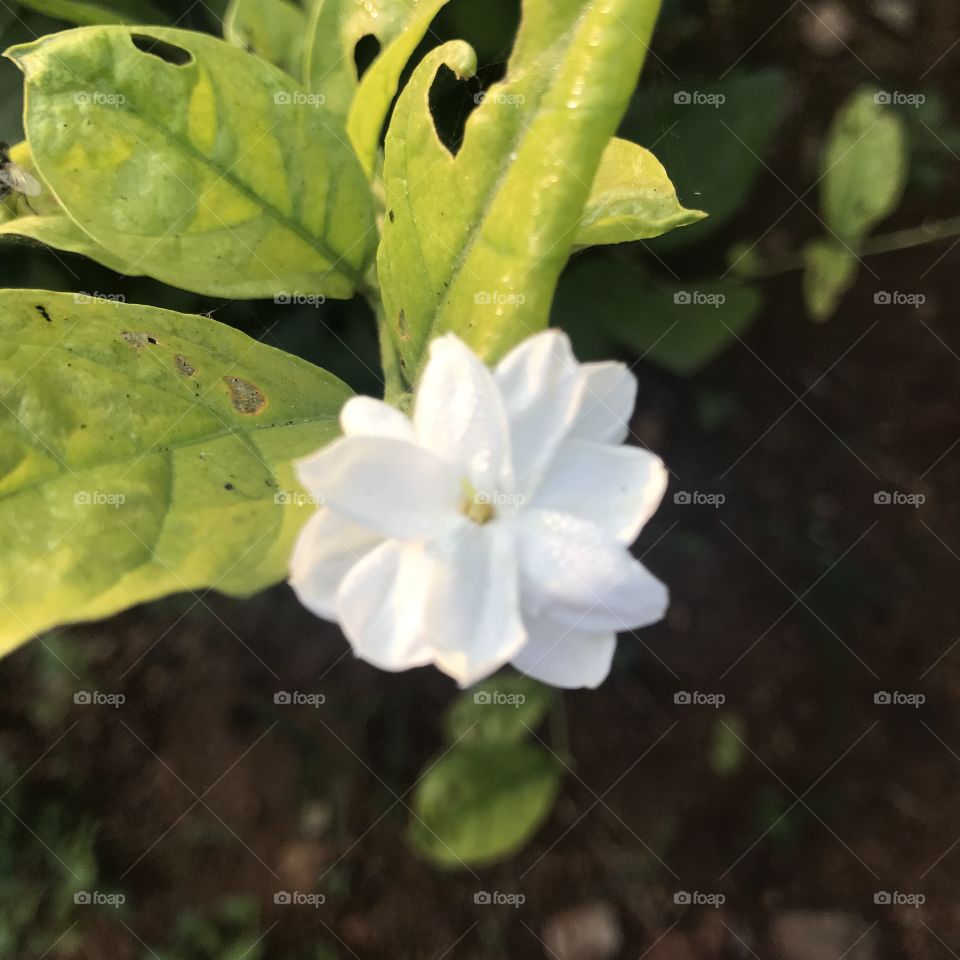 Jasmine in winter