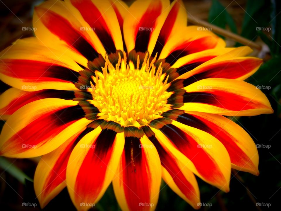 Close-up of a beautiful flower with vivid orange and yellow striped petals.