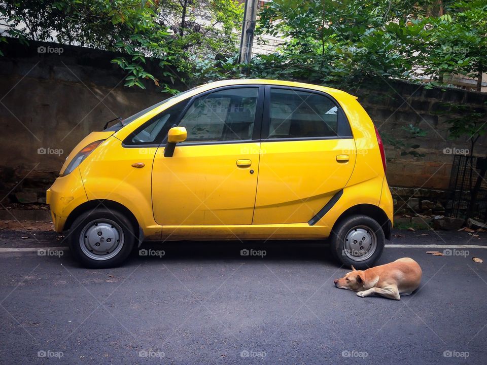 Cat and a stray dog