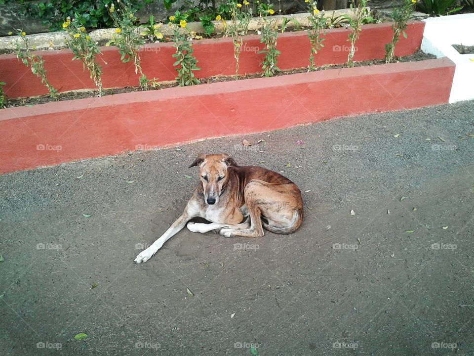Indian dog sit on road.