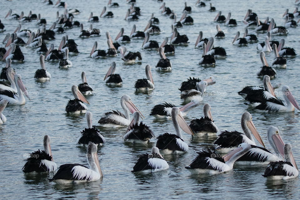 A large brief of pelicans