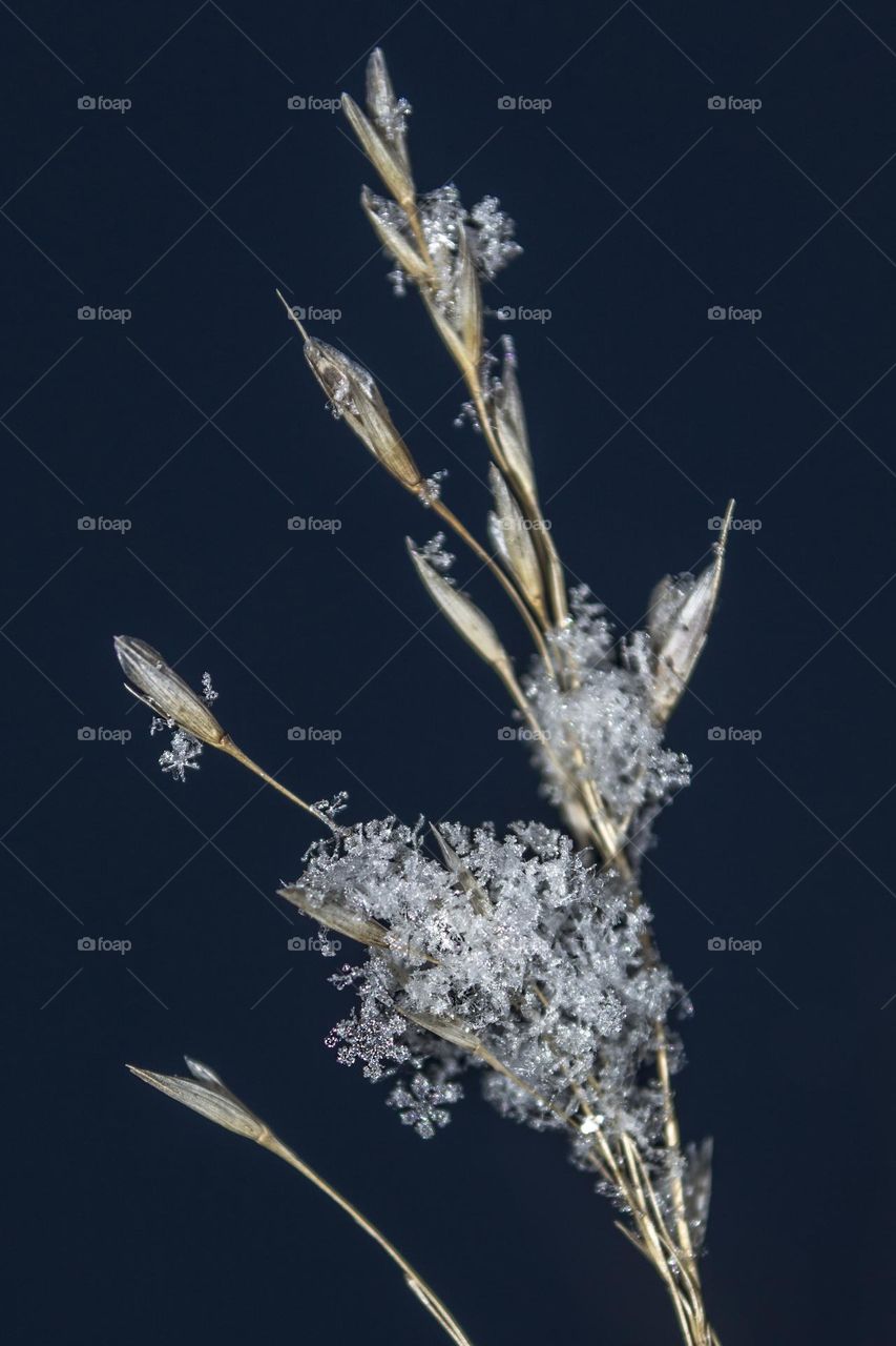 Grass in the snow. Snowflakes.