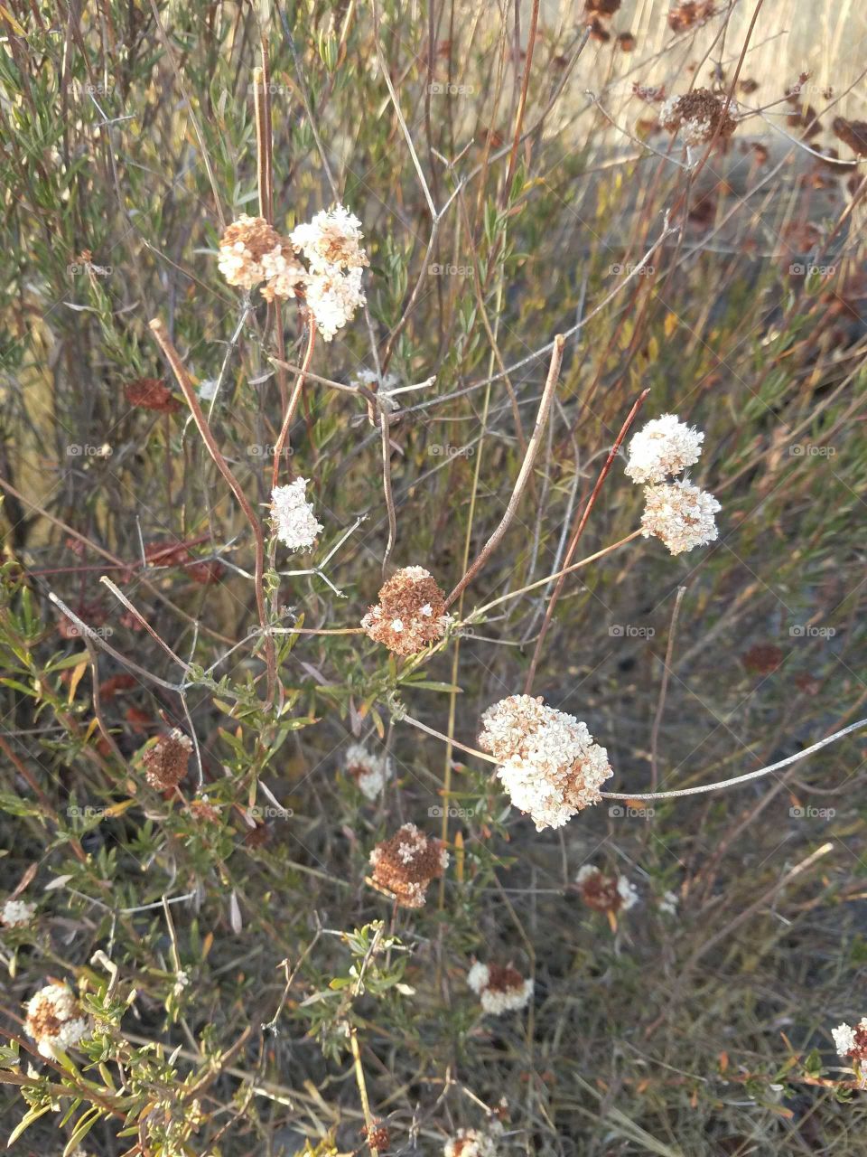 desert flowers bloom all year long. California winter
