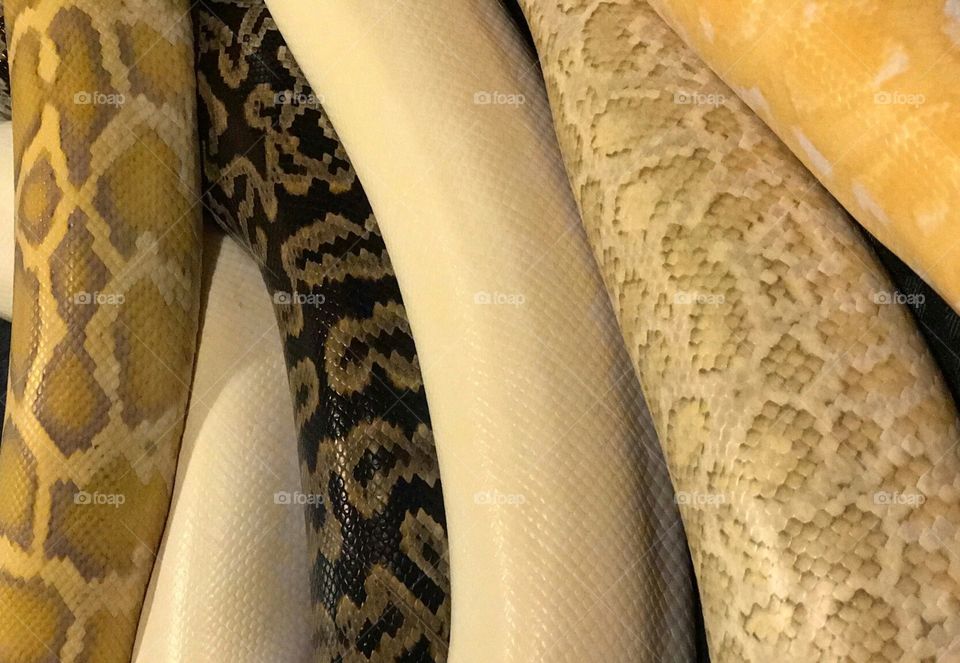 Taking pics of our various snakes